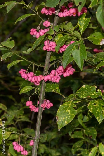 Pink attractive berries Bunge euonymus (lat.Euonymus bungeana) on a bush in autumn