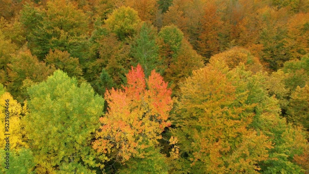 AERIAL: Gorgeous high angle view of woodland area in colorful autumn palette. Lush forest trees glowing in eye-pleasing warm colors of autumn season. Changing leaves of deciduous trees in fall season. AERIAL: Gorgeous high angle view of woodland area in colorful autumn palette. Lush forest trees glowing in eye-pleasing warm colors of autumn season. Changing leaves of deciduous trees in fall season.