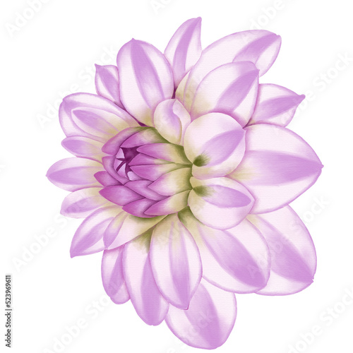 Pink flowers watercolor dahlia illustration. pink dahlia isolated on white background.