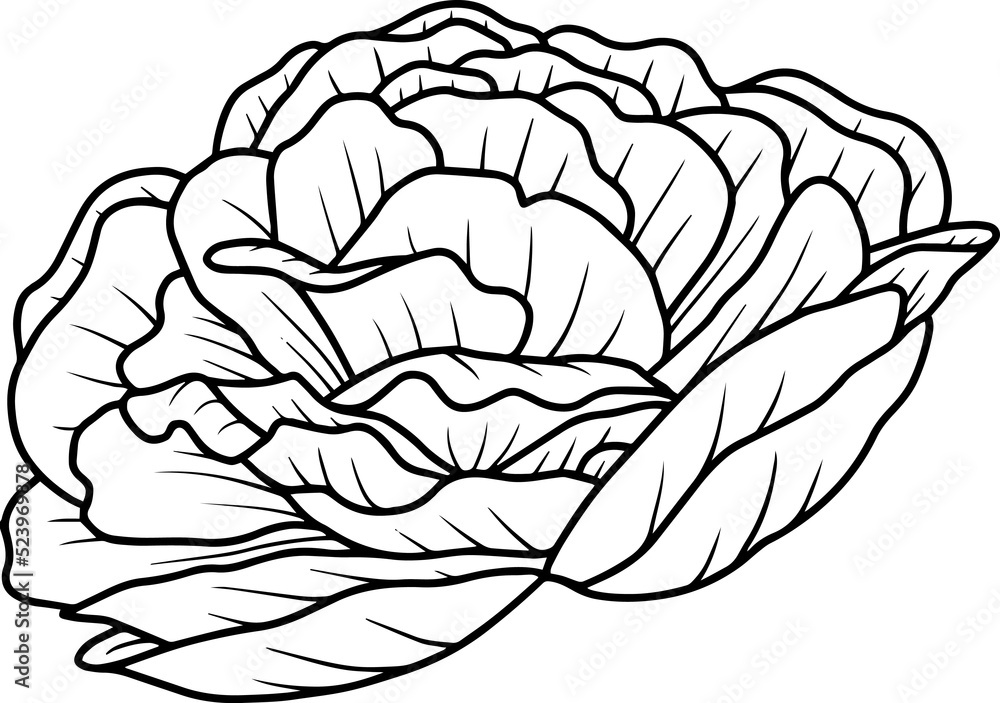 Obraz premium Hand Drawn Flower Sketch Line Art 