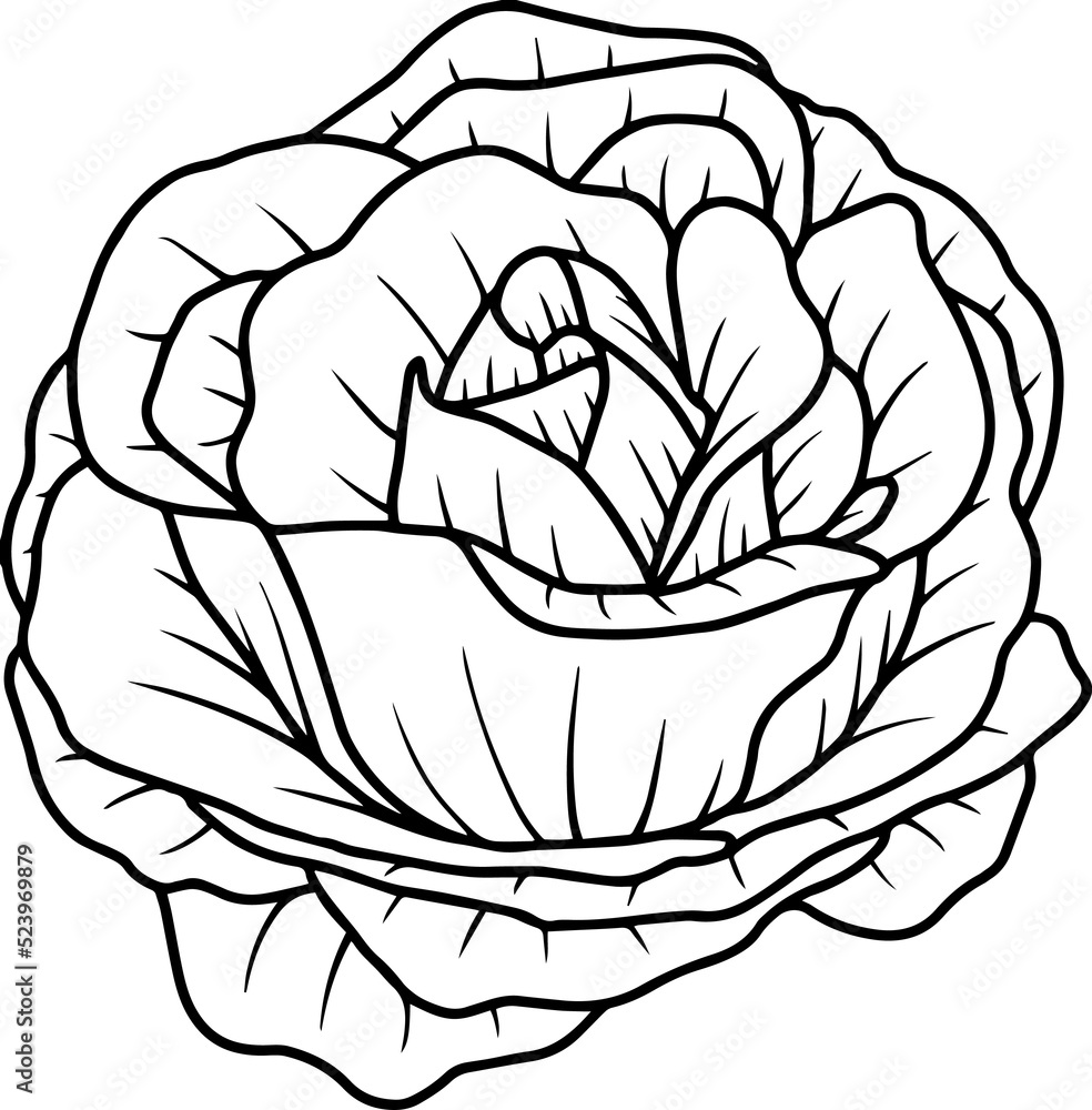 Hand Drawn Rose Flower Sketch Line Art Hand Drawn Rose Flower Sketch Line Art