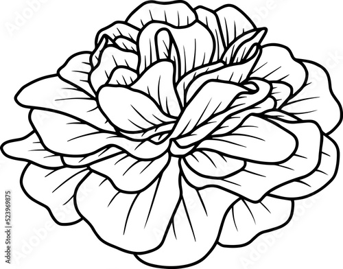 Hand Drawn Flower Sketch Line Art 