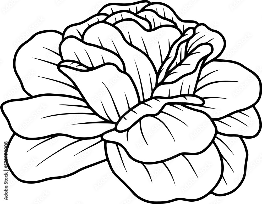 Hand Drawn Rose Flower Sketch Line Art Hand Drawn Rose Flower Sketch Line Art