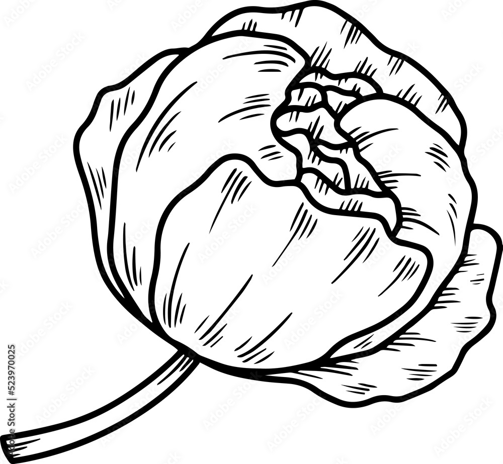 Hand Drawn Rose Flower Sketch Line Art Hand Drawn Rose Flower Sketch Line Art