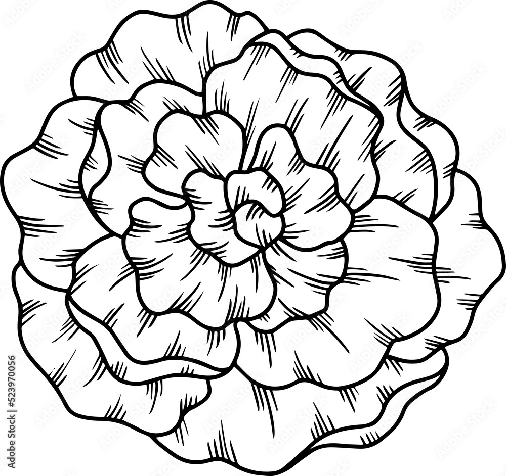 Flower Hand Drawn Sketch Line Art Illustration Flower Hand Drawn Sketch Line Art Illustration