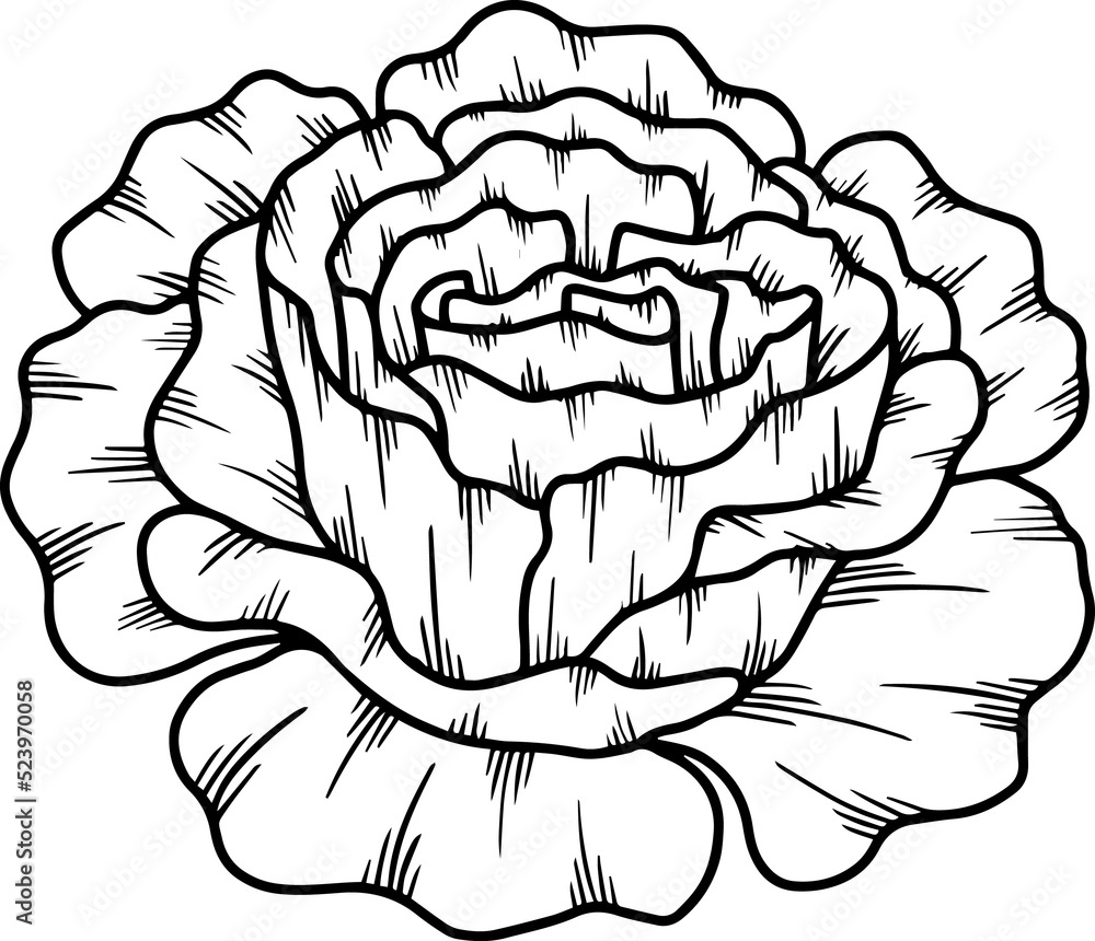 Flower Hand Drawn Sketch Line Art Illustration Flower Hand Drawn Sketch Line Art Illustration