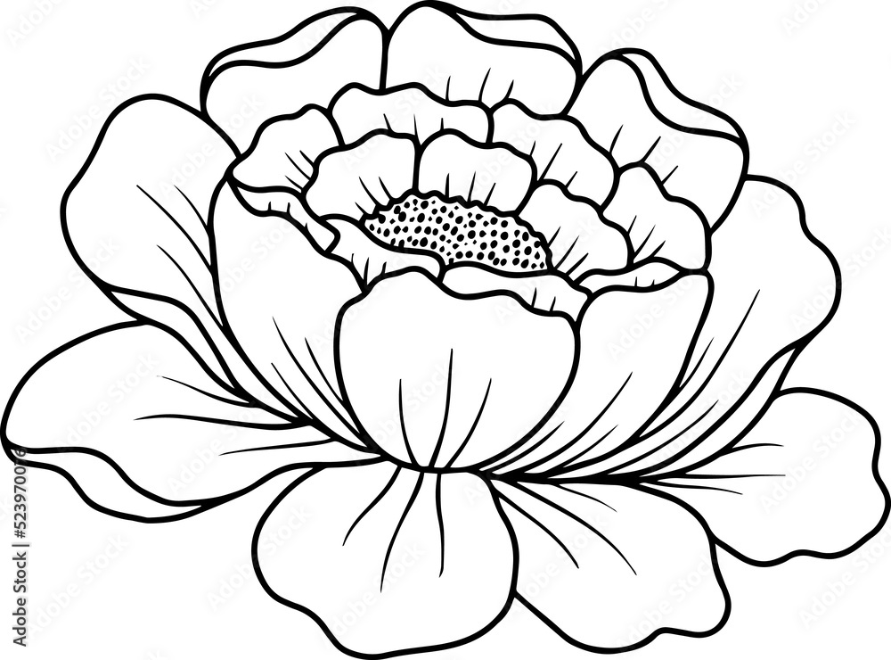 Flower Hand Drawn Sketch Line Art Illustration Flower Hand Drawn Sketch Line Art Illustration