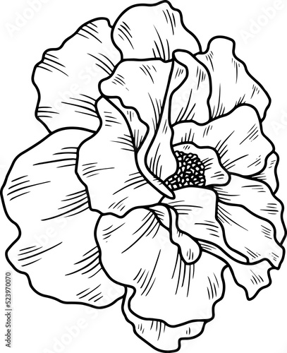 Flower Hand Drawn Sketch Line Art Illustration