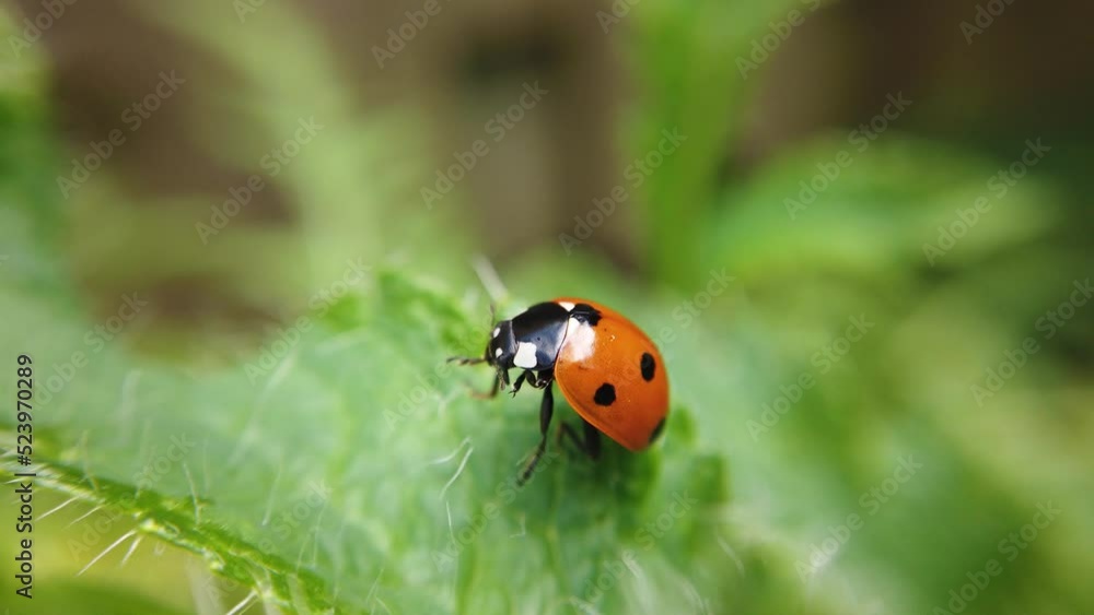 Close up view of a ladybird cleaning itself on a prickly green leaf of a plant.. Close up view of a ladybird cleaning itself on a prickly green leaf of a plant..