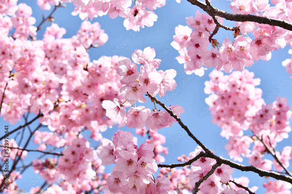 桜と青空