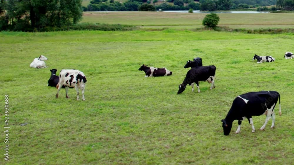 Aerial view of a group of caw`s feeding in meadow with green grass in a Ajo, a village of Cantabria, Spain. Drone closed shot. Aerial view of a group of caw`s feeding in meadow with green grass in a Ajo, a village of Cantabria, Spain. Drone closed shot.