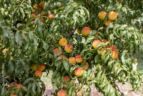 Peaches hanging from a peach fruit tree branches