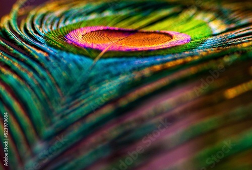 Peacock feather background. Peafowl feather. Mor pankh. Feather. Feather background. Natural background. Abstract background. Colorful background. photo