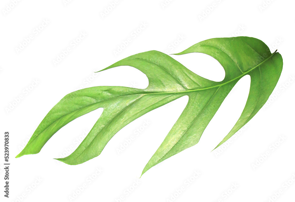 Obraz premium tropical monstera palm leaf tree on transparent background png file