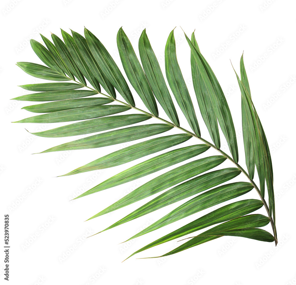tropical nature green palm leaf on transparent background png file - obrazy, fototapety, plakaty 