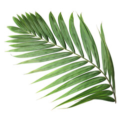 tropical nature green palm leaf on transparent background png file