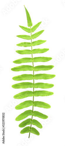 tropical ornamental foliage, fern leaf tree on transparent background png file