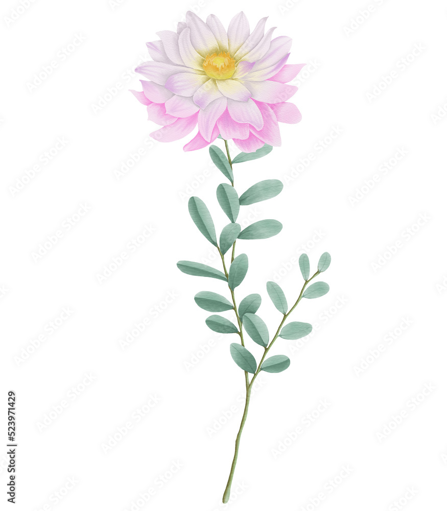 Pink flowers watercolor dahlia illustration. pink dahlia isolated on white background.