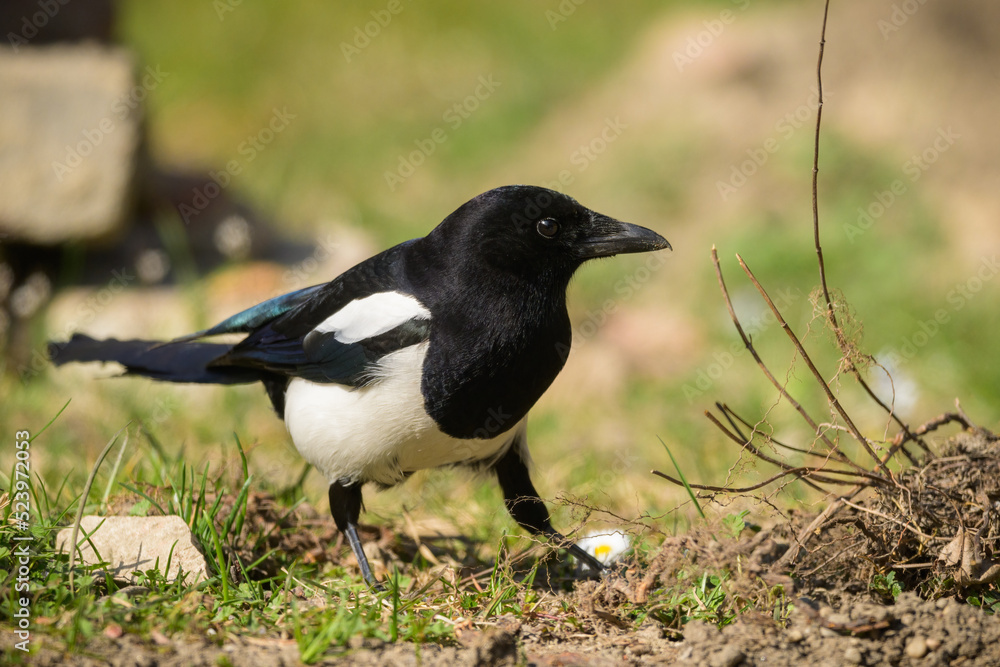 A common magpie walking and searching for nesting material in the garden A common magpie walking and searching for nesting material in the garden