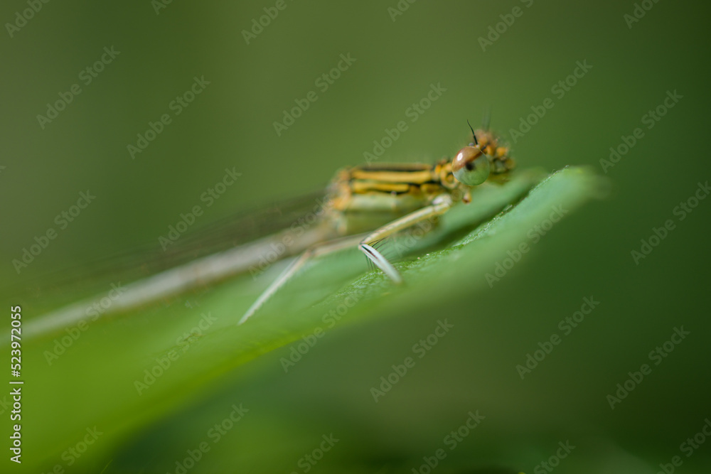 A common winter damselfly resting on a leaf A common winter damselfly resting on a leaf
