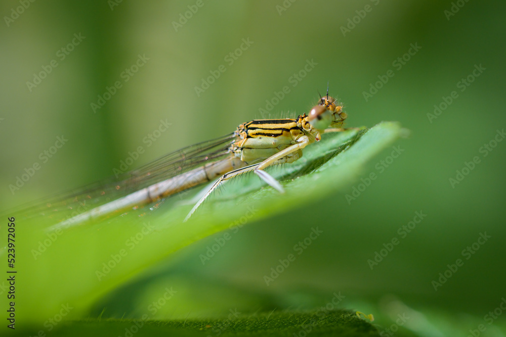 A common winter damselfly resting on a leaf A common winter damselfly resting on a leaf