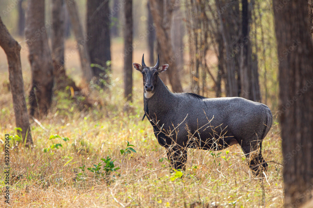 Fototapeta premium Nilgai walking towards water hole in the Forest of the Tadoba National Park in India