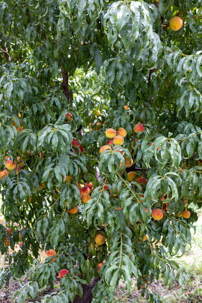 Peach fruit tree with fresh and delicious peaches Peach fruit tree with fresh and delicious peaches