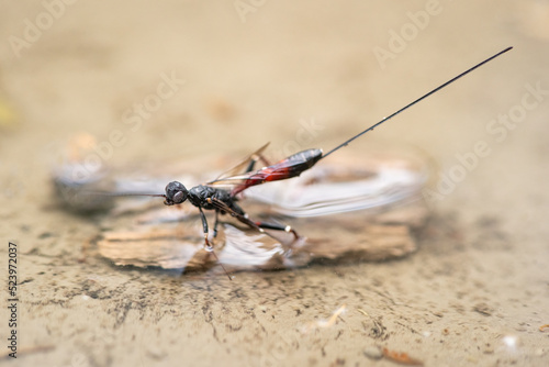 An ichneumon wasp sitting in a small pond photo