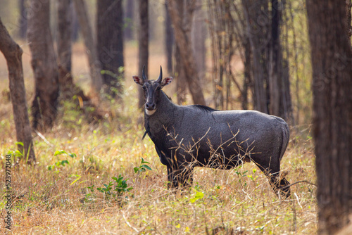 Nilgai walking towards water hole in the Forest of the Tadoba National Park in India