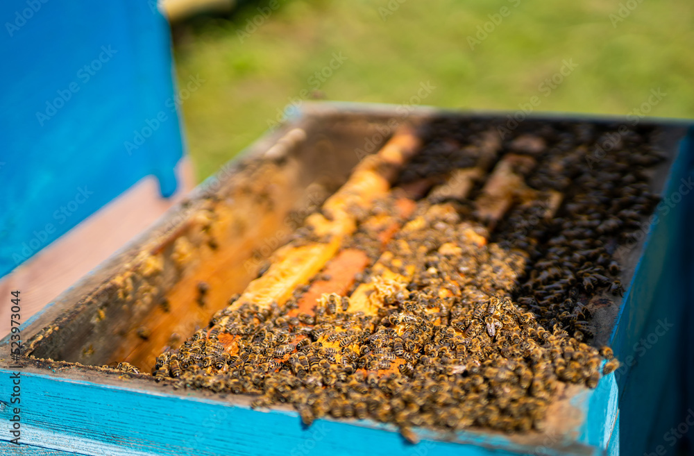 Beekeeping apiary concept. Macro view of bees on the honeycomb. Beekeeping apiary concept. Macro view of bees on the honeycomb.