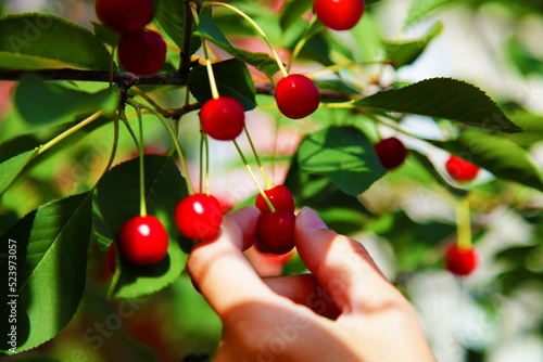 Hand of a white woman removes a red cherry from a branch. Harvesting.