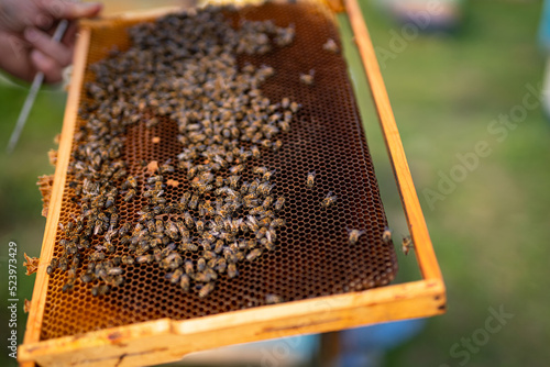 Outdoor natural honey with insects. Wooden frame with bees.