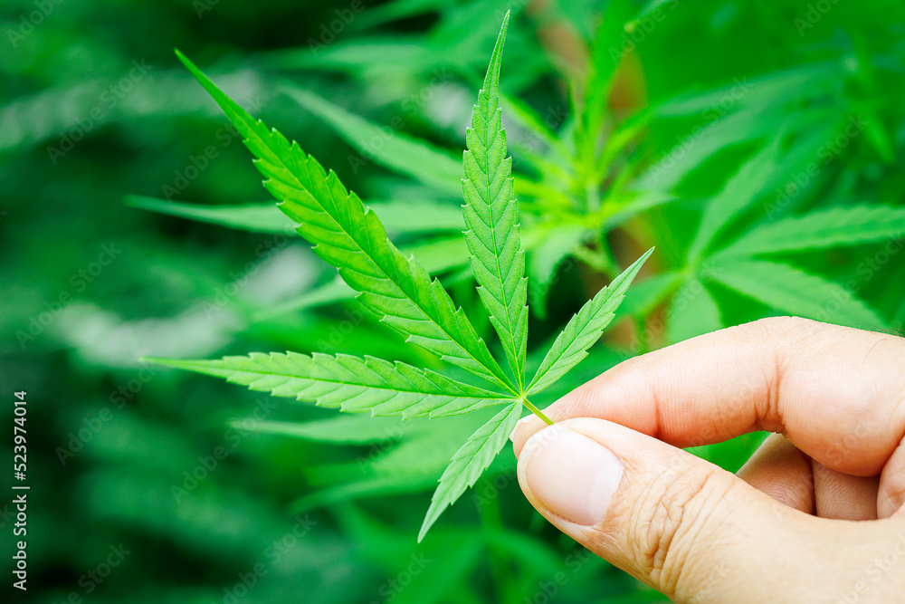 Cannabis marijuana green leaf in hand on cannabis blur leaves background Cannabis marijuana green leaf in hand on cannabis blur leaves background