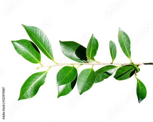 Green leaves branch isolated on transparent background - PNG format.