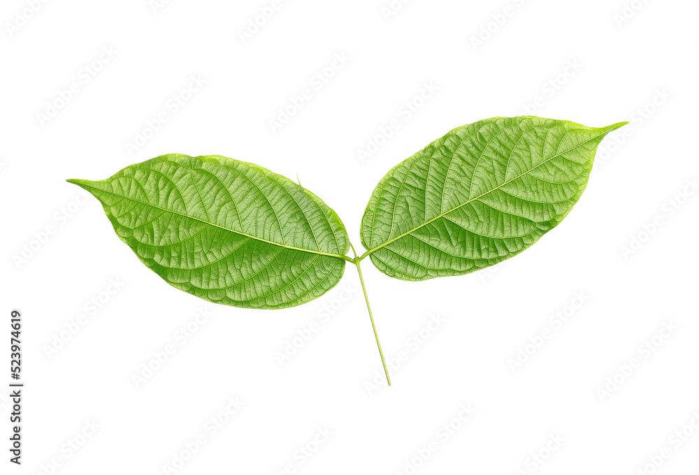 stalk green leaf isolated on transparent background png file stalk green leaf isolated on transparent background png file