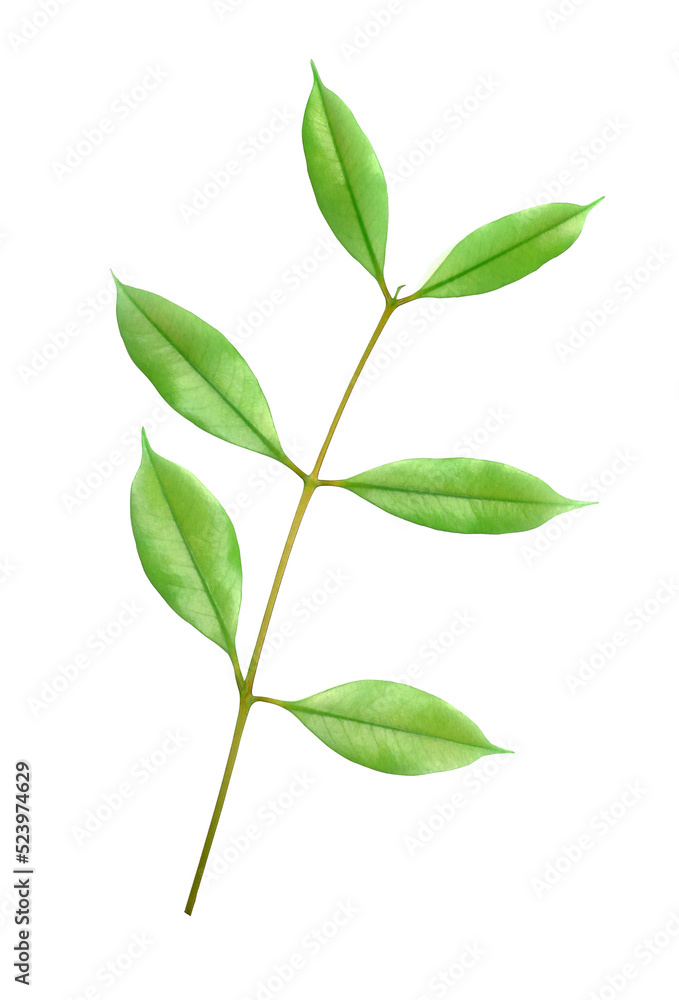 stalk green leaf isolated on transparent background png file stalk green leaf isolated on transparent background png file