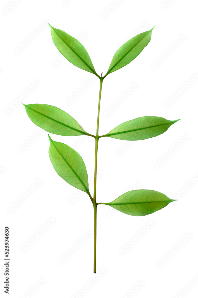 stalk green leaf isolated on transparent background png file