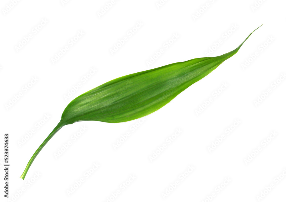 green leaf isolated on transparent background png file green leaf isolated on transparent background png file