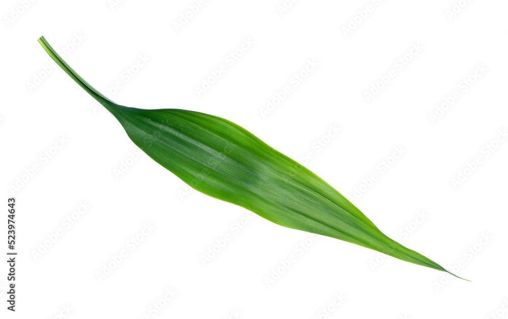 green leaf isolated on transparent background png file green leaf isolated on transparent background png file