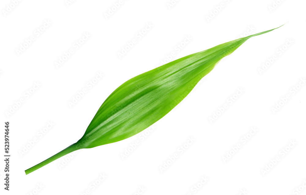 green leaf isolated on transparent background png file green leaf isolated on transparent background png file