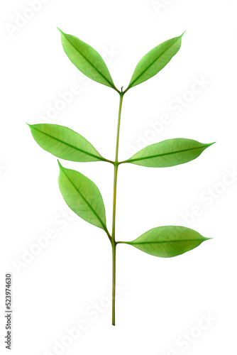 stalk green leaf isolated on transparent background png file