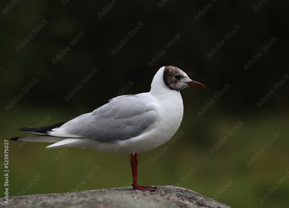 Black-headed gull Black-headed gull