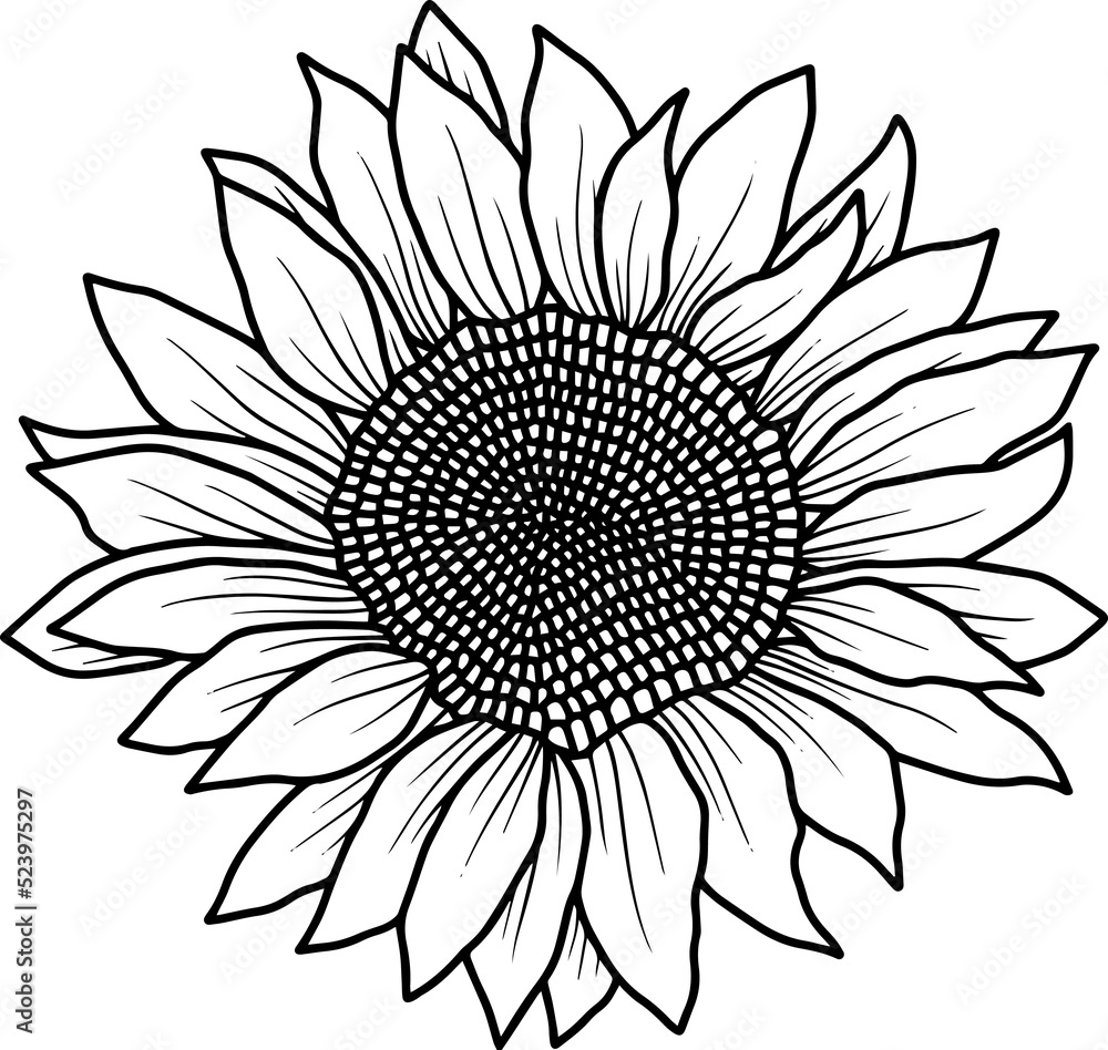 Fototapeta premium Hand Drawn Sunflower Illustration