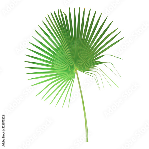 Palm leaves isolated on transparent background - PNG format.