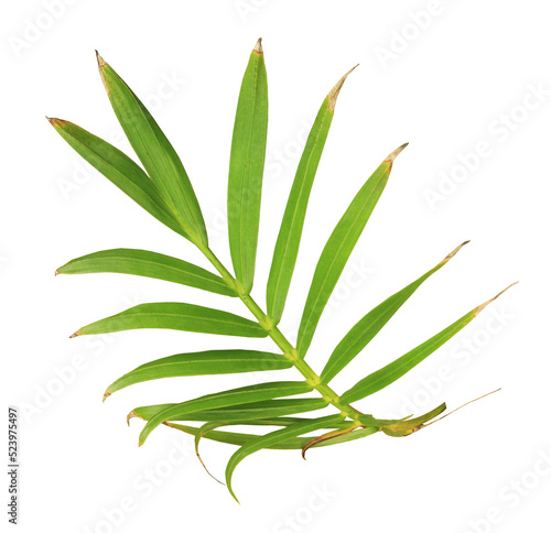 palm tree leaf on transparent background png file