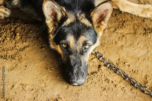 The German Shepherd or Alsatian dog