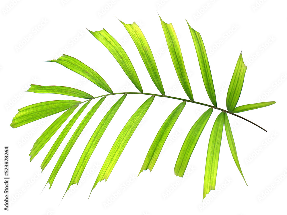 green leaf of palm tree isolated on transparent background png file green leaf of palm tree isolated on transparent background png file
