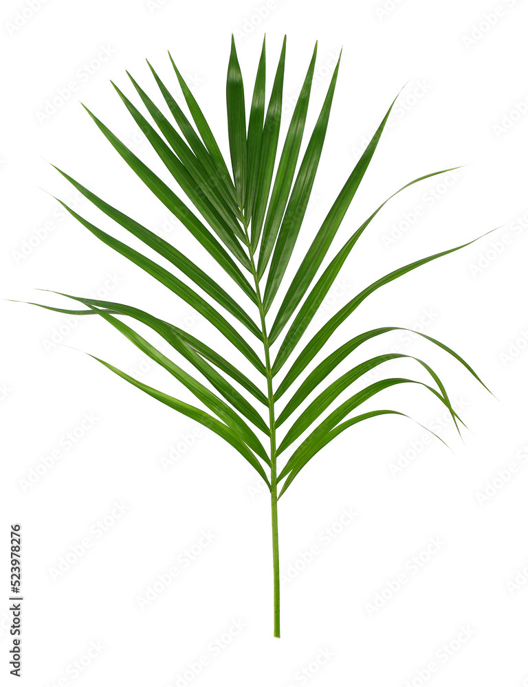 Green leaf of palm tree isolated on transparent background png file Green leaf of palm tree isolated on transparent background png file