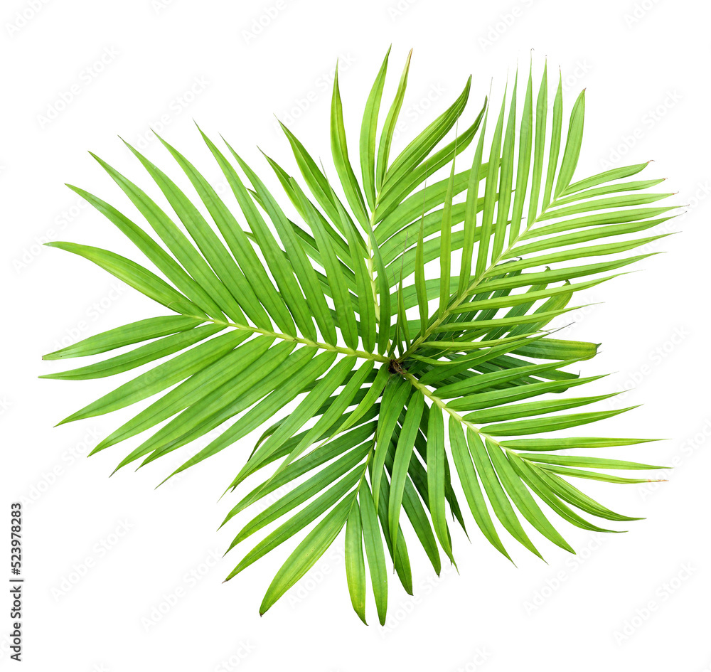 green leaf of palm tree isolated on transparent background png file green leaf of palm tree isolated on transparent background png file