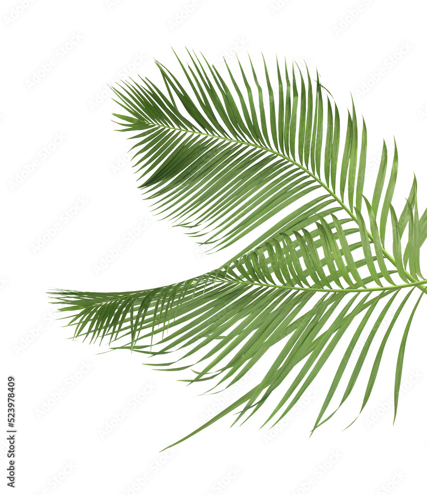 Green leaf of palm tree isolated on transparent background png file Green leaf of palm tree isolated on transparent background png file